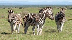 Чотири зебри стоять у парку — стокове фото