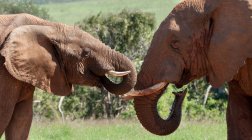 Dos elefantes africanos - foto de stock