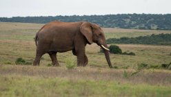 African Elephant walking in park — Stock Photo