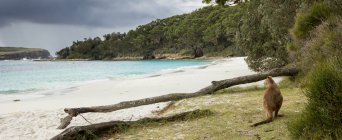 Jervis Bay wallaby assis sur la plage — Photo de stock
