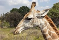 Giraffenkopf in Großaufnahme — Stockfoto