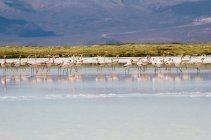 Flock of flamingos standing in water — Stock Photo