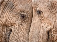 Parte de los elefantes cabeza a cabeza - foto de stock