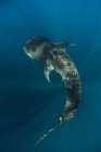 Overhead view of a whale shark — Stock Photo