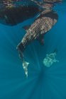 Whale sharks by fishing net — Stock Photo