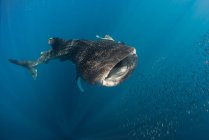 Walhai jagt Fische — Stockfoto