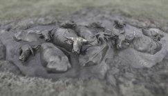 Mandria di bufali d'acqua — Foto stock