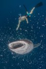 Homme nageant avec le requin baleine , — Photo de stock