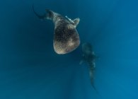 Dois tubarões-baleia no mar — Fotografia de Stock