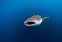 Whale shark swimming in sea — Stock Photo