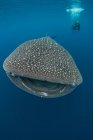 Man swimming with whale shark — Stock Photo