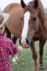 Хлопчик годування кінь — стокове фото