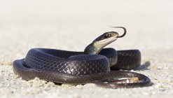 Black Racer serpente na estrada — Fotografia de Stock
