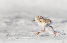 Plover chick running on snowy sand — Stock Photo