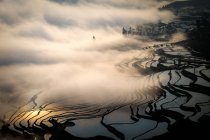 Rice terraces in mist — Stock Photo
