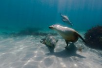 Leones nadando en el agua del océano - foto de stock