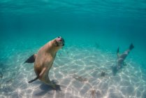 Leoni che nuotano nell'acqua dell'oceano — Foto stock