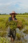 Agricultor que trabaja cosechando arroz - foto de stock