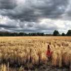 Menina caminhando através do campo de trigo — Fotografia de Stock