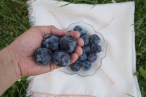 Main tenant des prunes sur un bol avec des prunes — Photo de stock