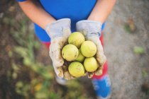 Hands holding freshly picked walnuts — Stock Photo