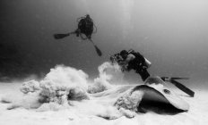 Divers photographing mantaray — Stock Photo