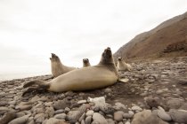 Тюлени на скалистом пляже — стоковое фото