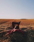 Человек лежит на соломе в поле — стоковое фото