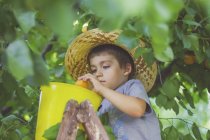 Boy tree picking apricots — Stock Photo