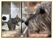 Cane guardando il mouse in gabbia — Foto stock