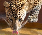 Leopard drinking at waterhole — Stock Photo