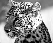Retrato de un leopardo - foto de stock