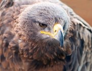 Tawny Eagle, South Africa — Stock Photo