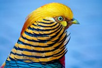Porträt eines goldenen Fasanenvogels — Stockfoto
