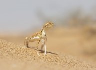 Арабская жабоголовая агама — стоковое фото