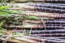 Sugar cane stalks — Stock Photo