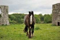 Cavallo a piedi verso la fotocamera — Foto stock