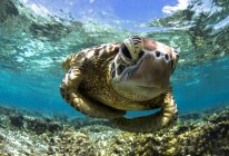 Черепаха плавает рядом с рифом — стоковое фото
