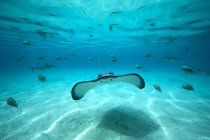 Подводный кадр ската — стоковое фото