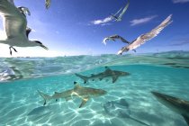 Feeding frenzy with birds, rays and sharks — Stock Photo