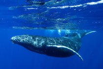 Inyección submarina de ballena jorobada - foto de stock