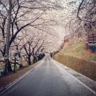 Cherry blossom trees — Stock Photo