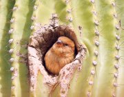Finch maison femelle — Photo de stock