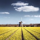 Moulin à vent néerlandais près du champ — Photo de stock