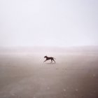 Собака, бегущая на пляже — стоковое фото