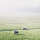 Dos ovejas en el campo - foto de stock
