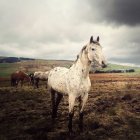 Horses standing in field — Stock Photo