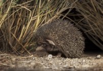 Пустынный ёж, Paraechinus aethiopicus — стоковое фото