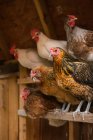 Chickens roosting in coop — Stock Photo