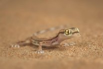 Дикая ящерица стоит на песке — стоковое фото